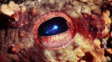 ماذا لو اختفى البشر؟ هذا المخلوق الغريب سيصبح الحاكم الجديد للأرض